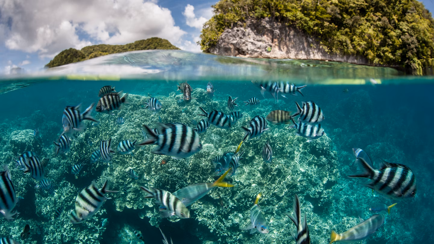 Palau sea